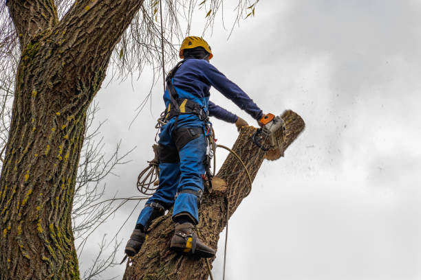 Best Tree Cutting Near Me  in Bristol, VA